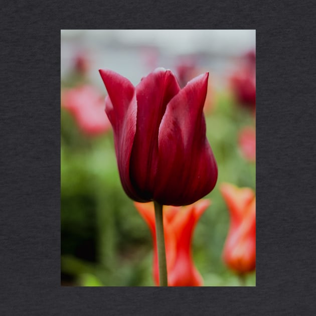 AMSTERDAM Tulip | Unique Beautiful Travelling Home Decor | Phone Cases Stickers Wall Prints | Scottish Travel Photographer  | ZOE DARGUE PHOTOGRAPHY | Glasgow Travel Photographer by zohams